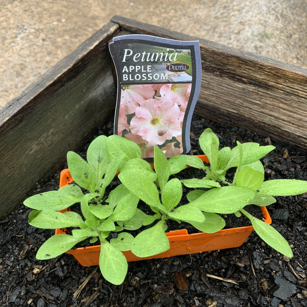 Petunia 'Apple Blossom'