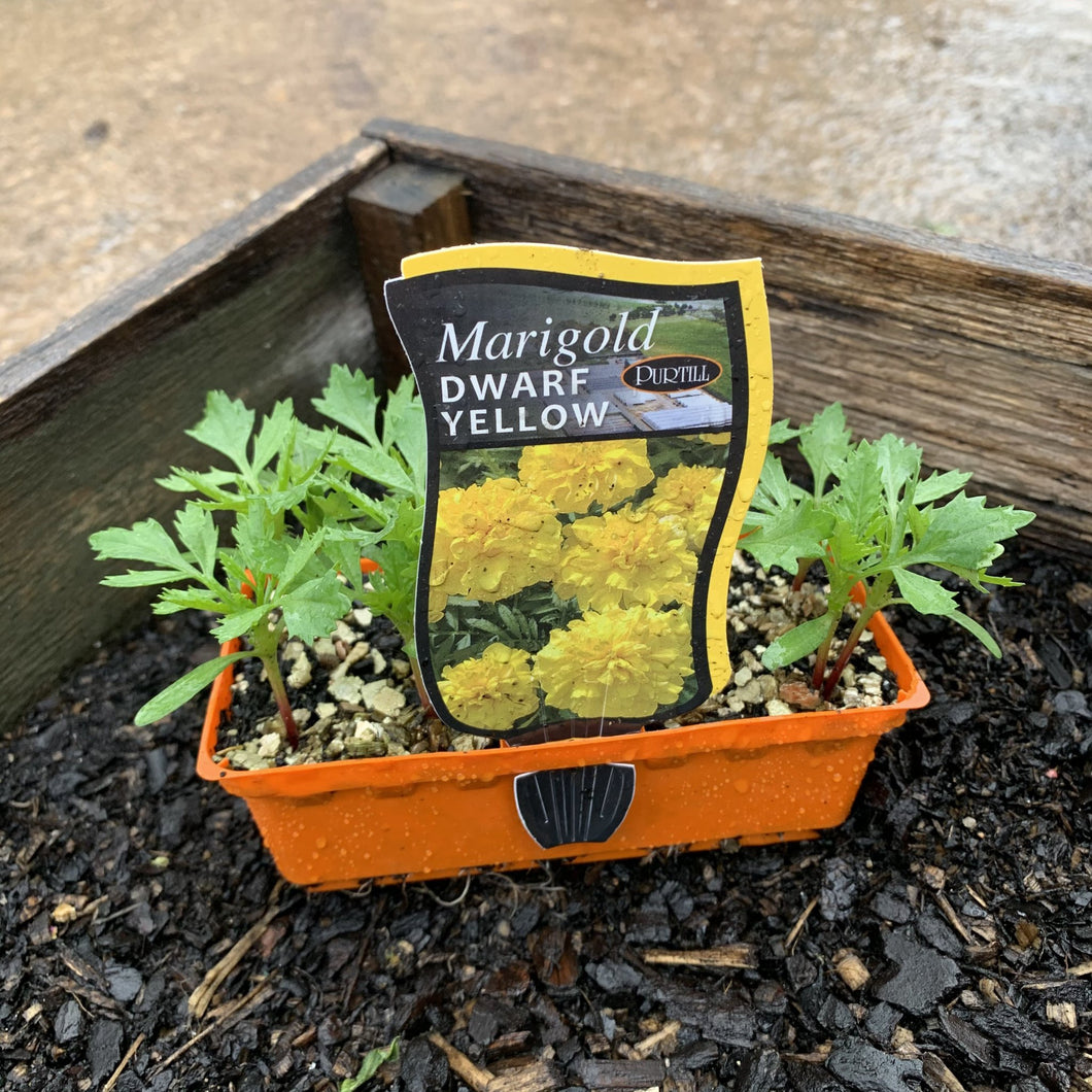 Marigold 'Dwarf Yellow'