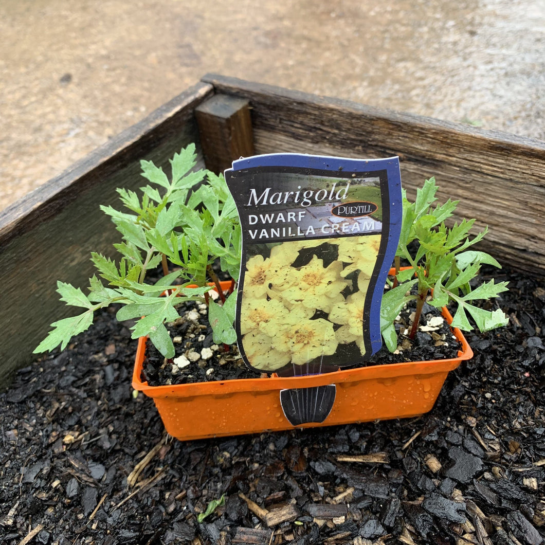 Marigold 'Dwarf Vanilla Cream'