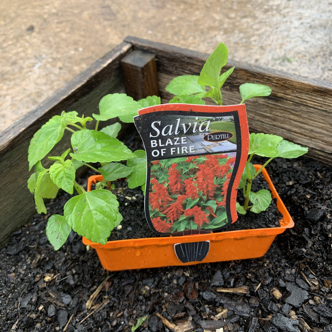 Salvia 'Blaze of Fire'