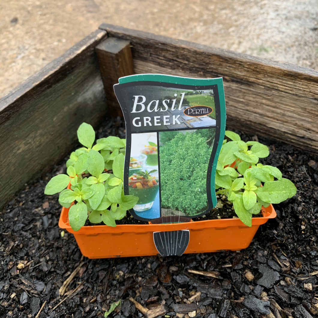 Basil 'Greek'