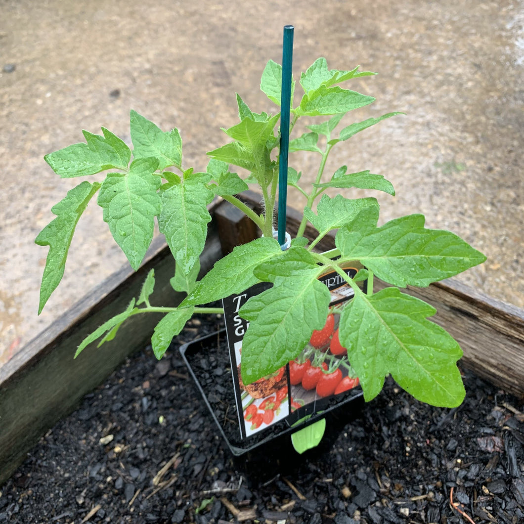 Tomato 'Sweet Grape'