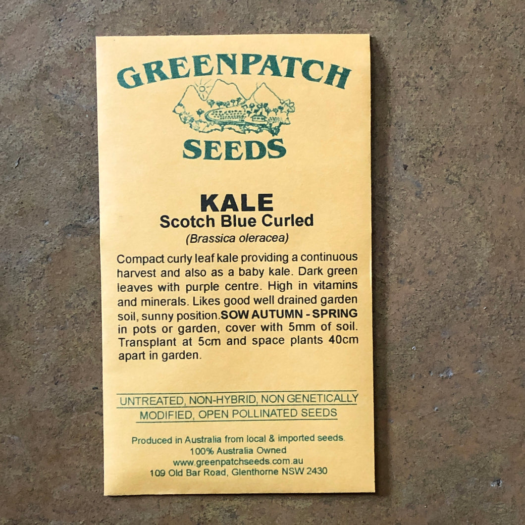 Kale 'Scotch Blue Curled' Greenpatch Seeds