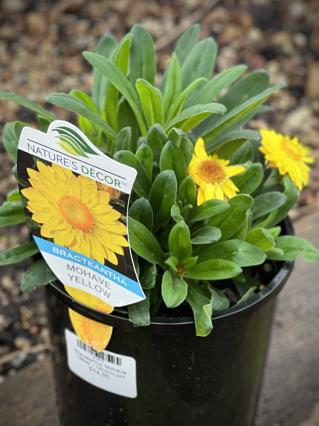 Bracteantha 'Mohave Yellow'