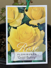 Load image into Gallery viewer, Rose - Floribunda &#39;Gold Bunny&#39;
