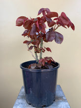 Load image into Gallery viewer, Rose - Hybrid Tea &#39;Dolly Parton&#39;
