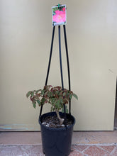 Load image into Gallery viewer, Rose - Climbing &#39;Nancy Hayward&#39;
