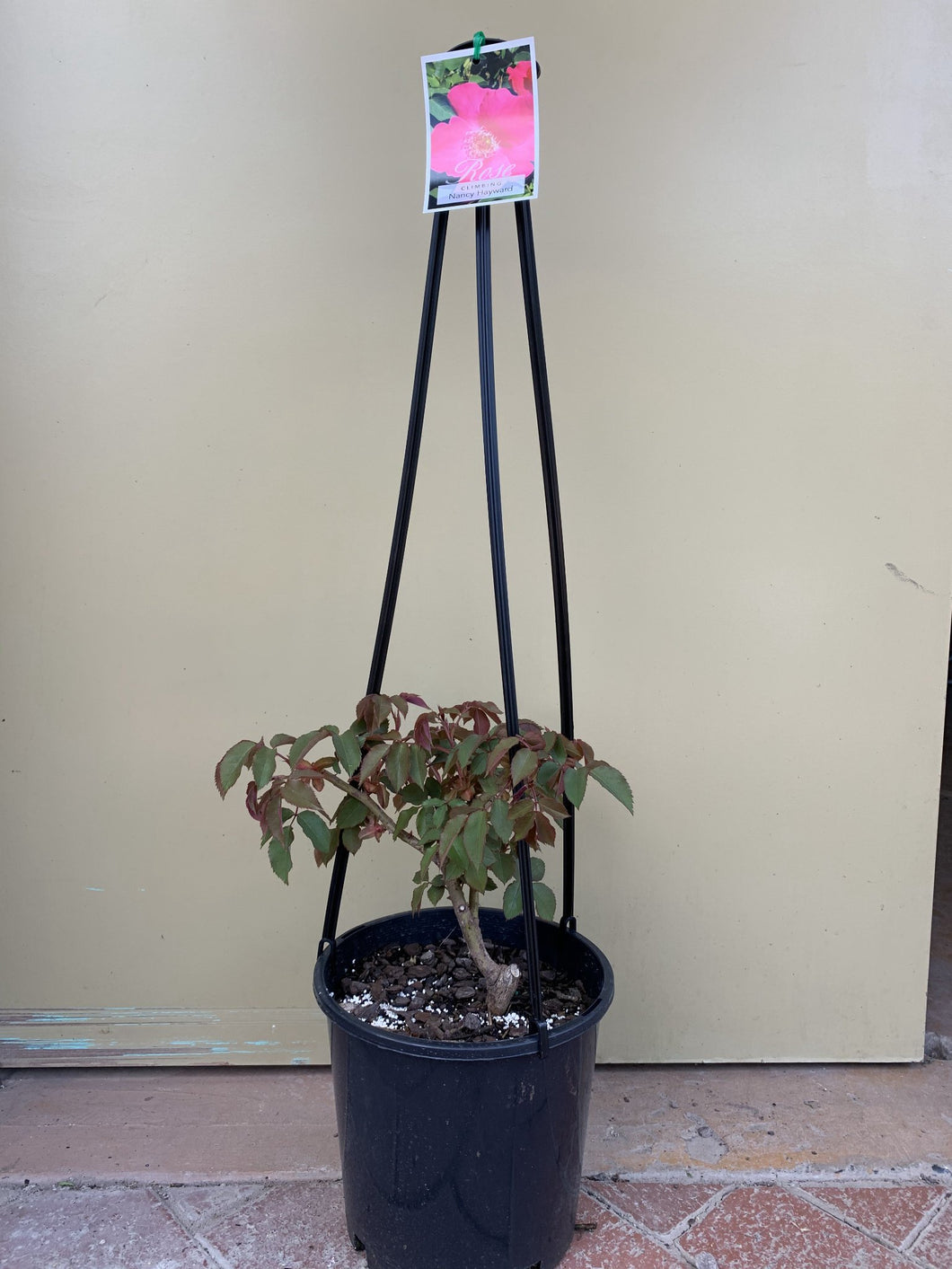 Rose - Climbing 'Nancy Hayward'