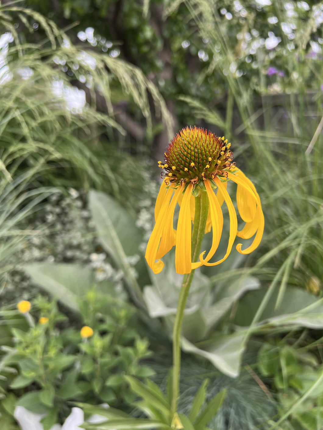 Echinacea paradoxa var. paradoxa
