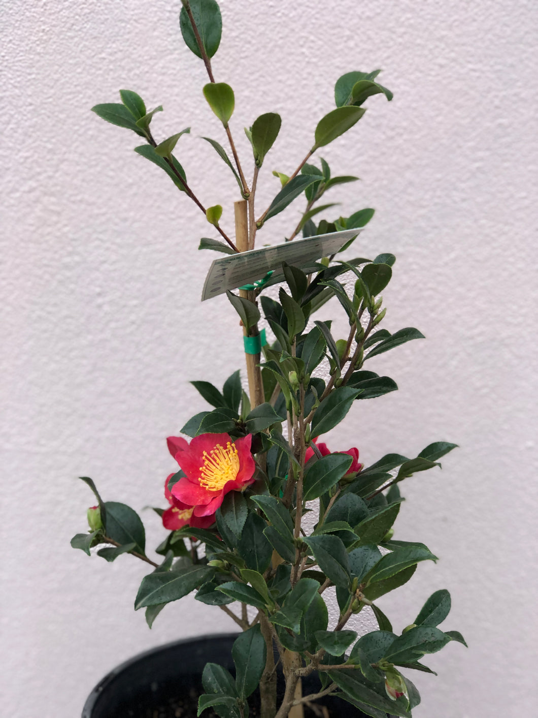 Camellia sasanqua 'Yuletide'