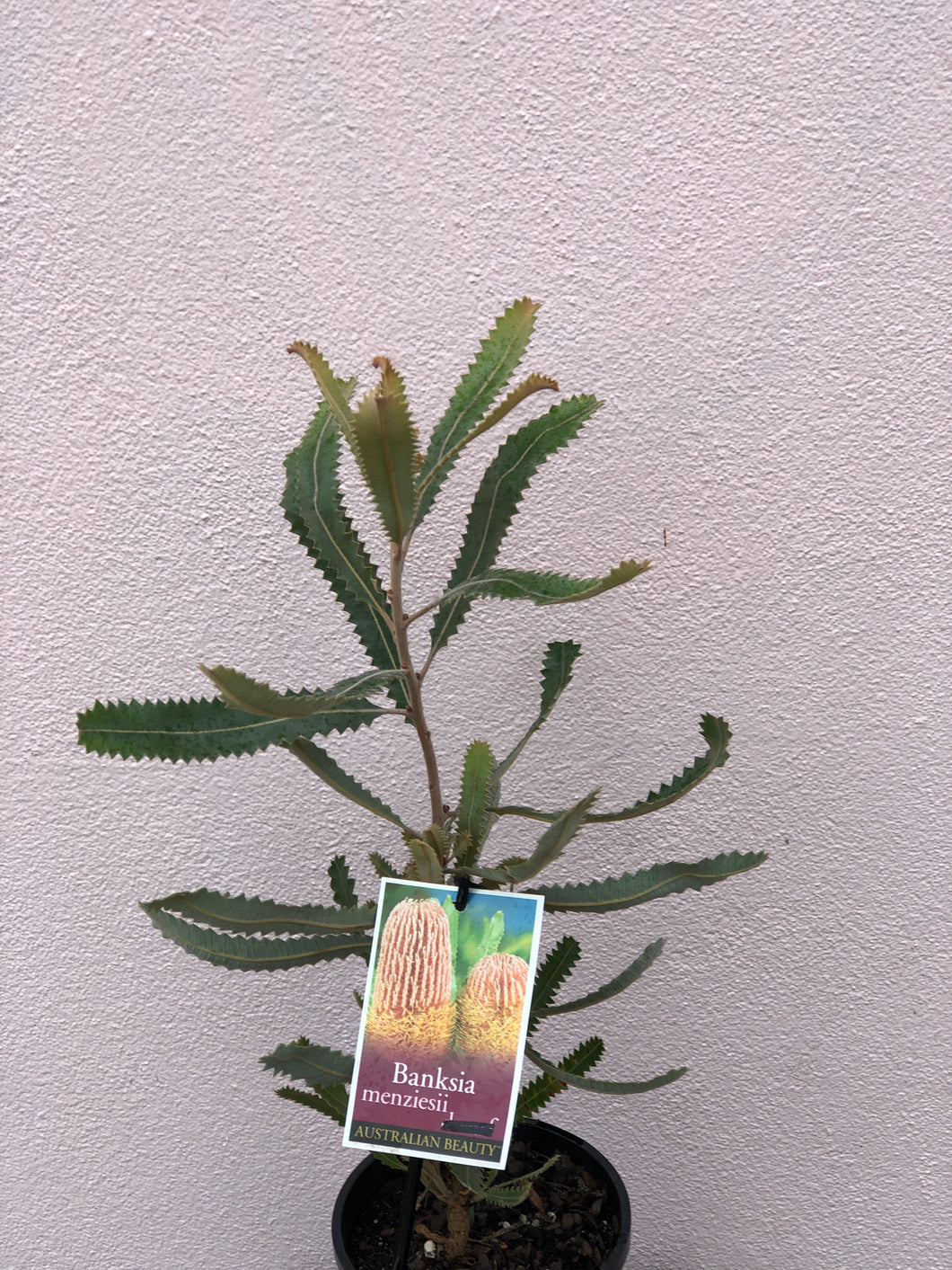 Banksia menziesii