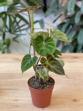 Load image into Gallery viewer, Philodendron verrucosum

