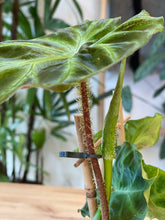 Load image into Gallery viewer, Philodendron verrucosum
