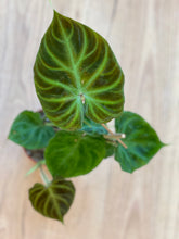 Load image into Gallery viewer, Philodendron verrucosum
