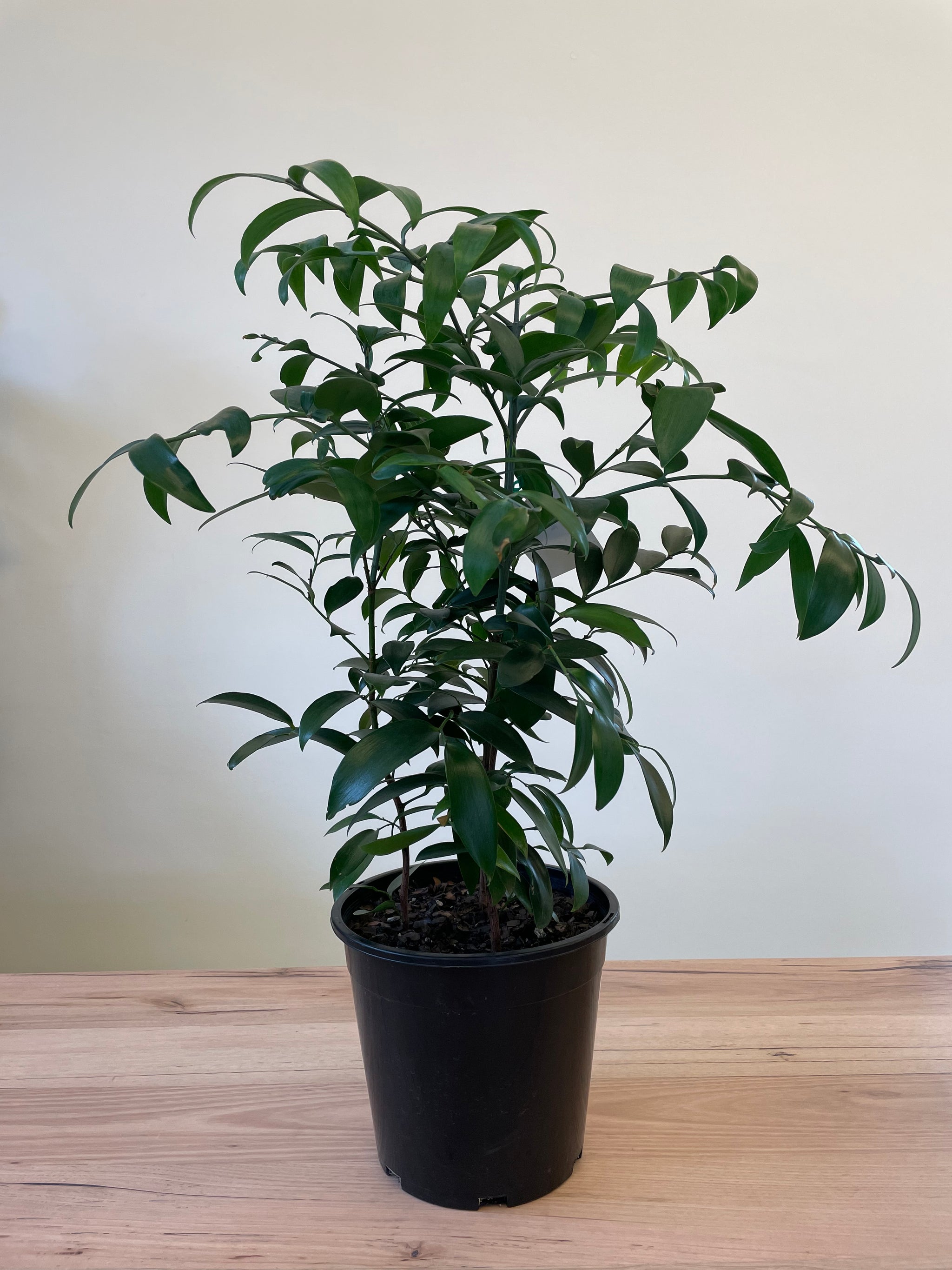 kauri pine indoor plant Agathis robusta 'Kauri Pine'