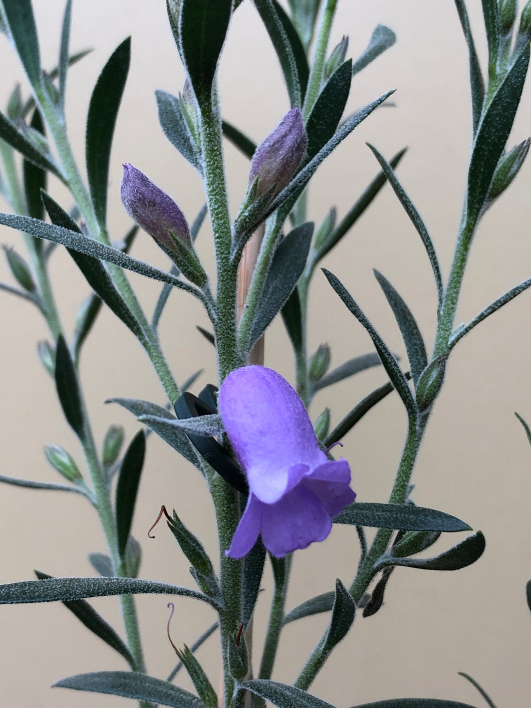 Eremophila 'Smoke Haze'
