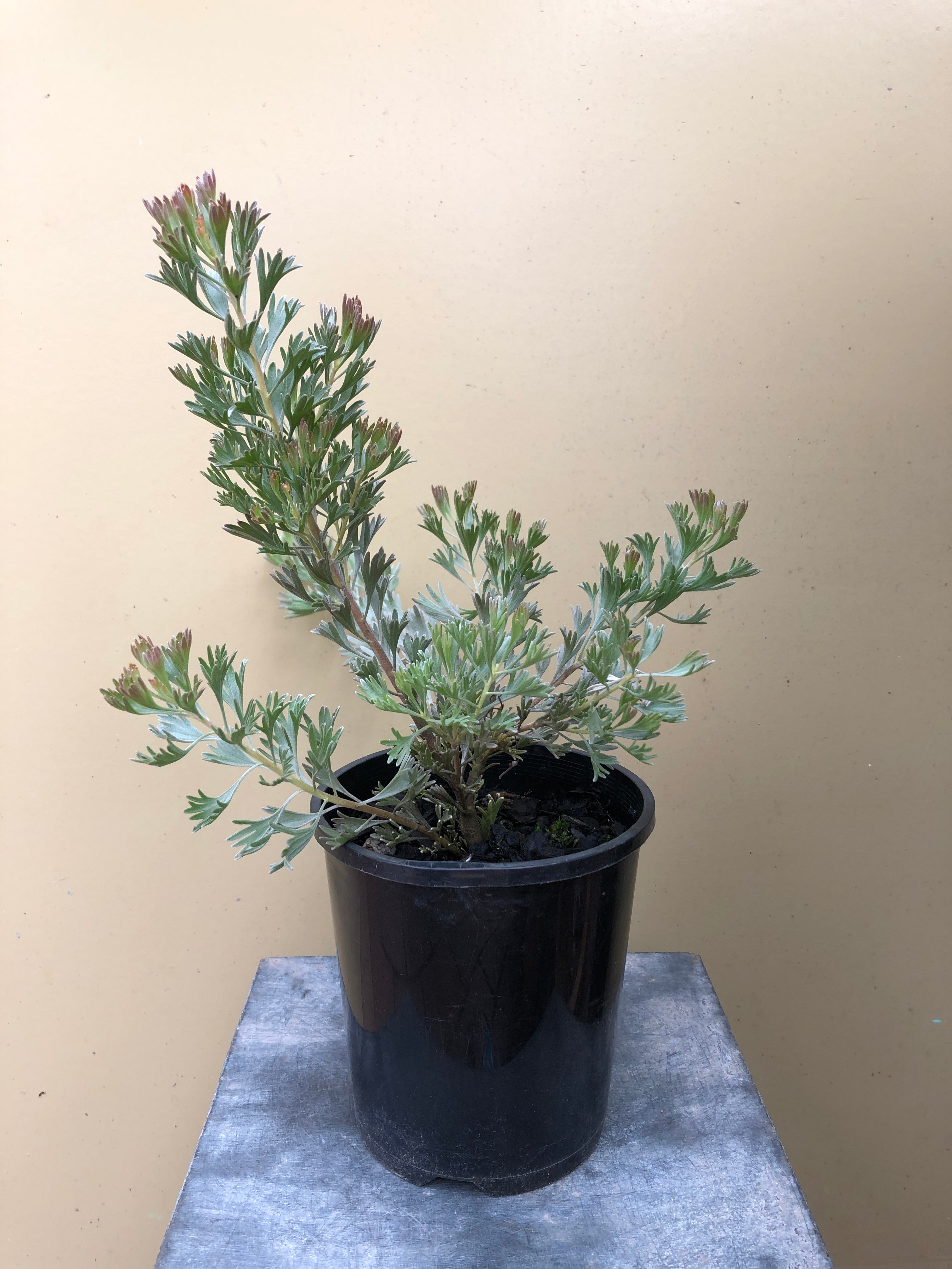 Adenanthos 'Waratah Bay'