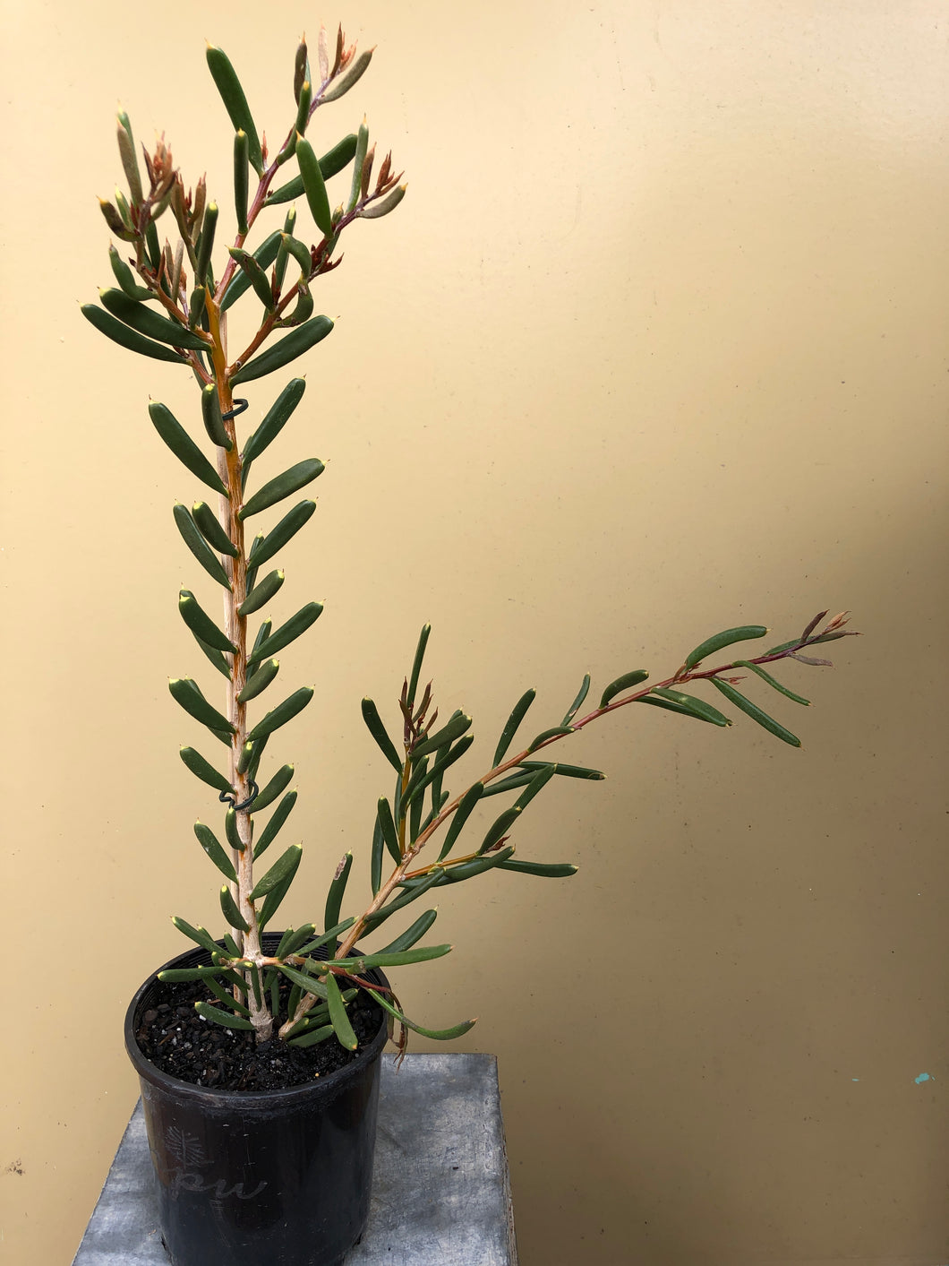 Hakea 'Coastal Hakea'
