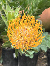 Load image into Gallery viewer, Leucospermum &#39;Moonlight&#39;
