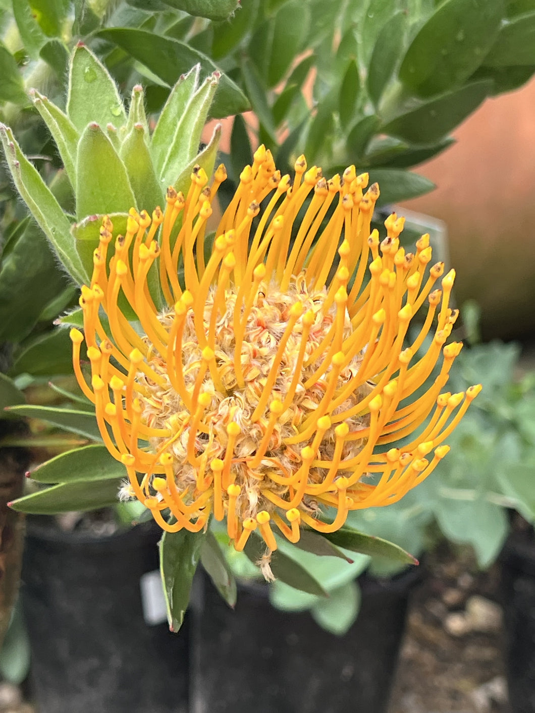 Leucospermum 'Moonlight'
