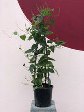Load image into Gallery viewer, Hardenbergia &#39;Sweet Heart&#39;
