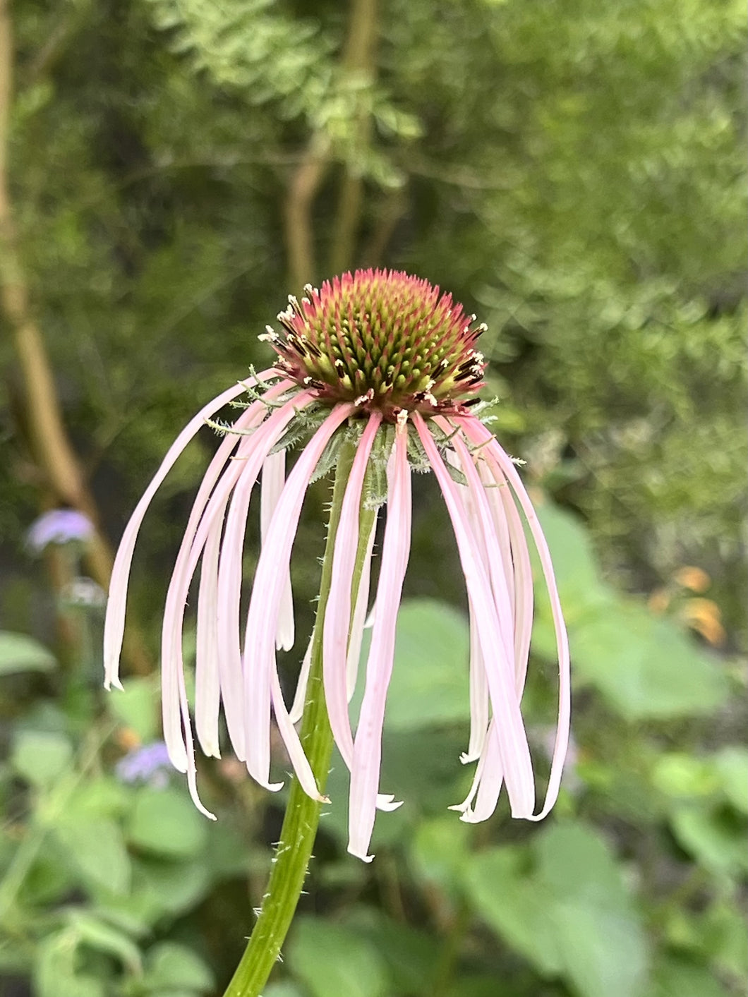 Echinacea pallida