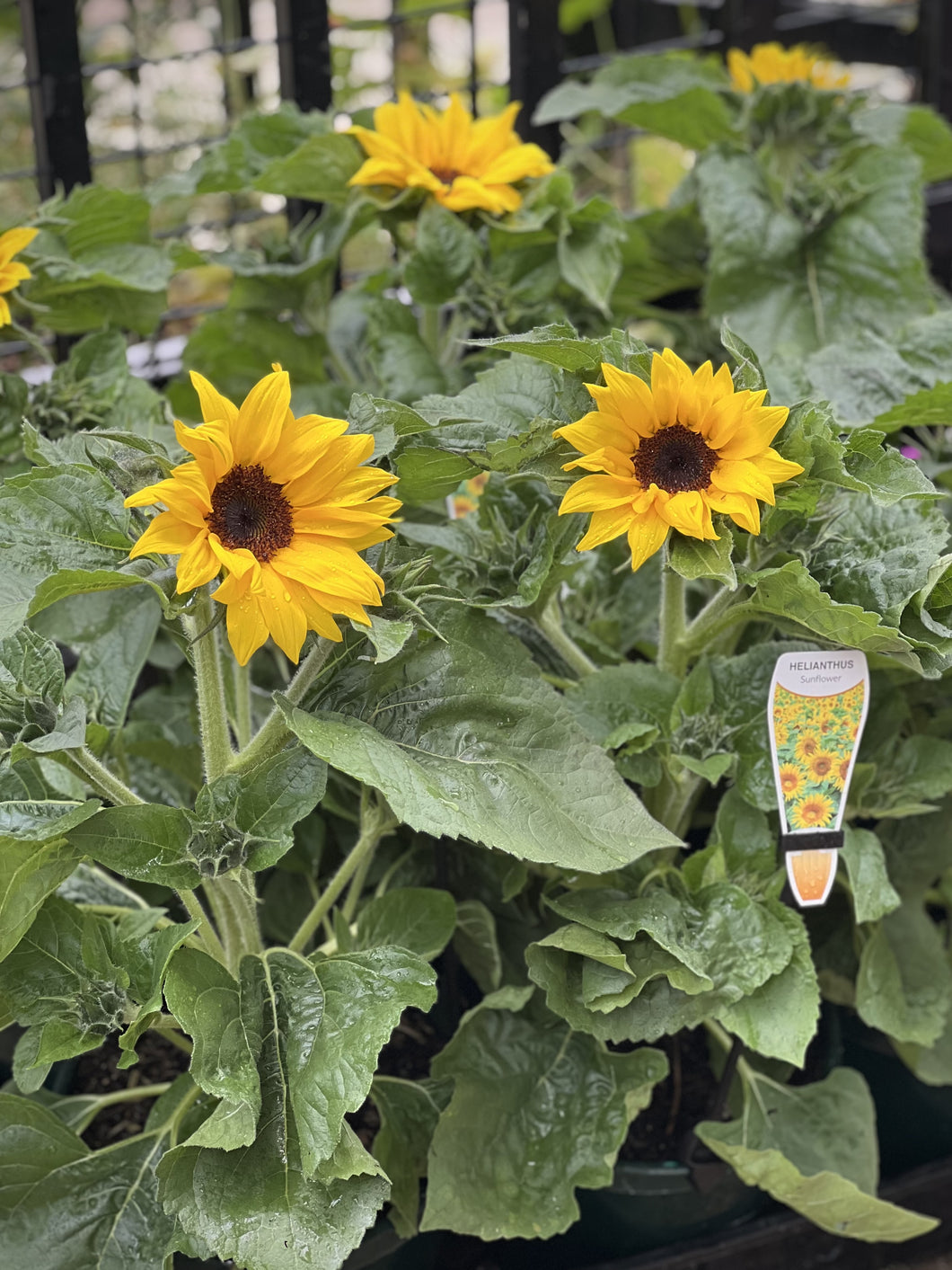 Sunflower potted