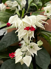 Load image into Gallery viewer, Clerodendrum thomsoniae
