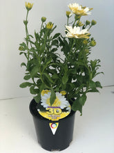 Load image into Gallery viewer, Osteospermum '3D Lemon Ice'
