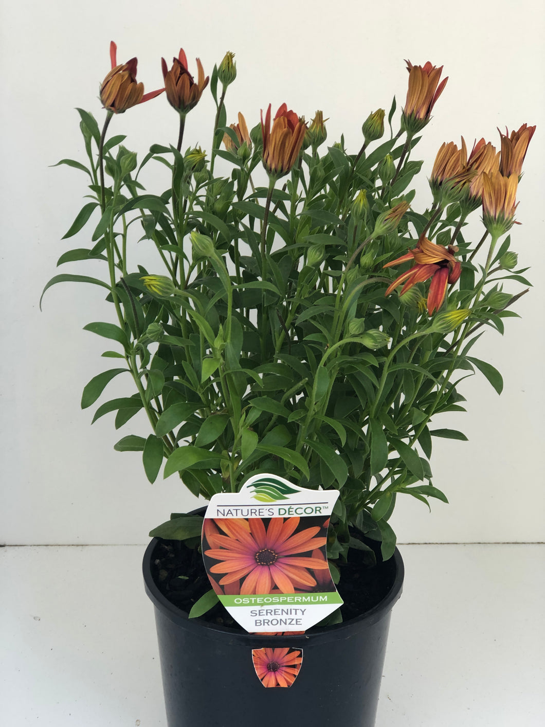 Osterospermum 'Serenity Bronze'