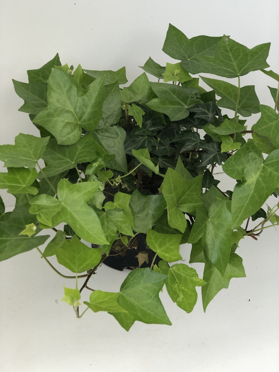 Hedera sp. 'Pittsburgh' Ivy