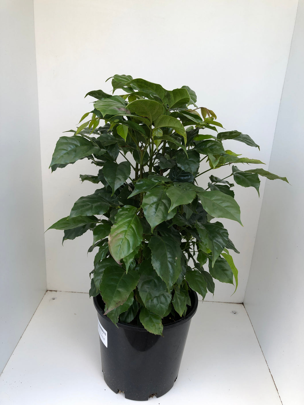 Radermachera sinica 'China Doll'