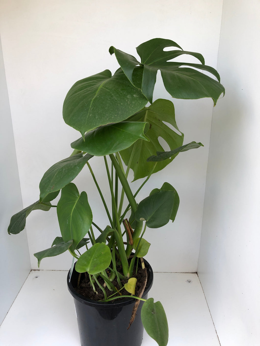 Monstera deliciosa