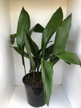 Load image into Gallery viewer, Aspidistra elatior
