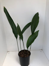 Load image into Gallery viewer, Aspidistra elatior
