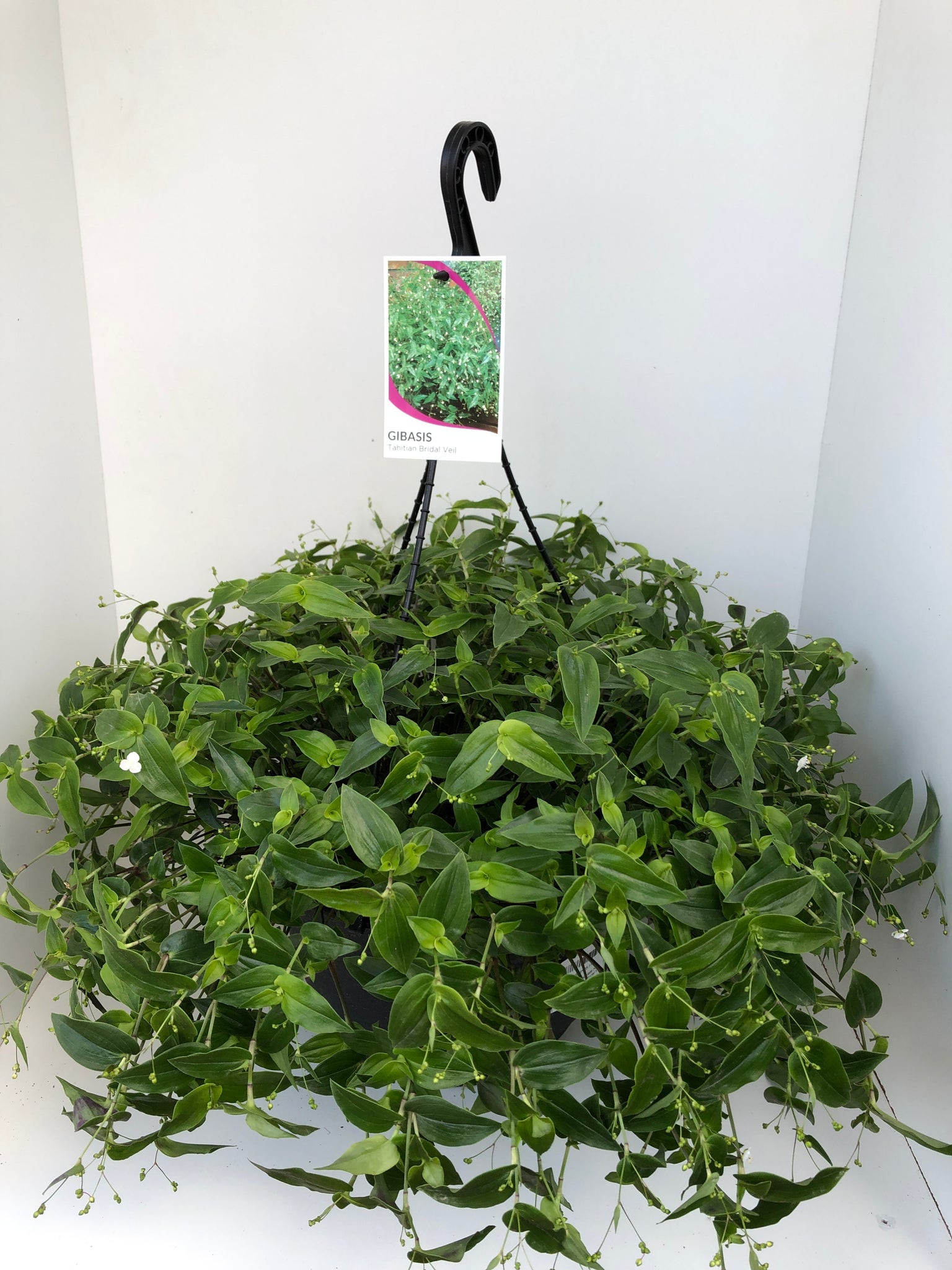 bridal veil plant hanging basket Gibasis geniculata 'Tahitian Bridal Veil' – Northcote Nursery
