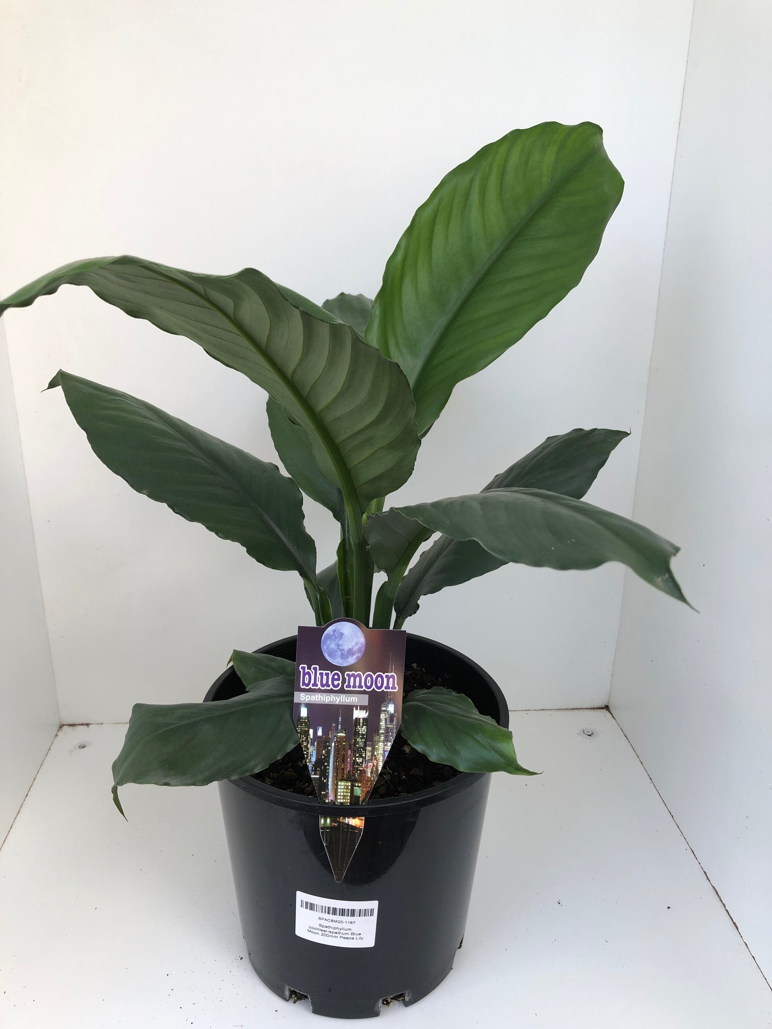 peace lily blue moon Spathiphyllum cochlearispathum 'Blue Moon' – Northcote Nursery