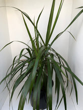 Load image into Gallery viewer, Dracaena marginata
