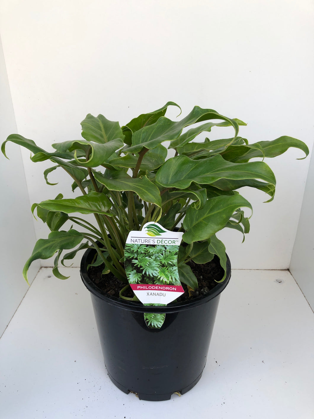 Philodendron 'Xanadu'