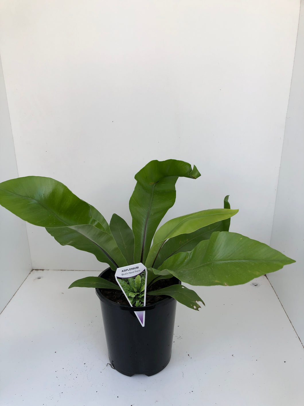 Asplenium australisicum 'Birds Nest Fern'