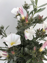 Load image into Gallery viewer, Convolvulus cneorum
