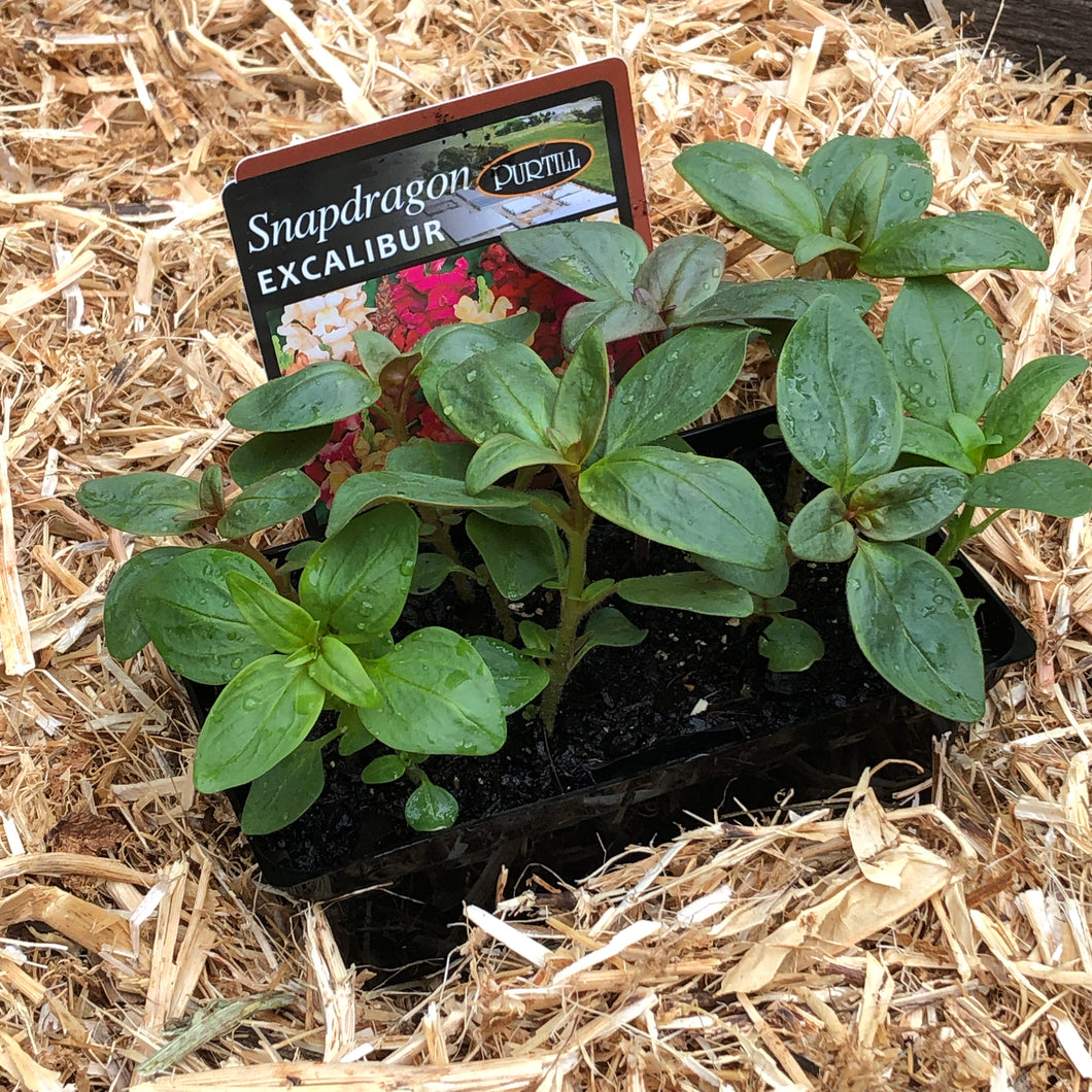 Snapdragon ‘Excalibur’