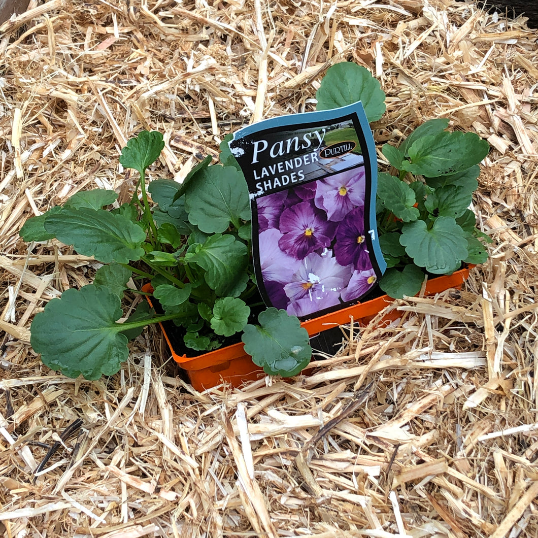 Pansy 'Lavender Shades'