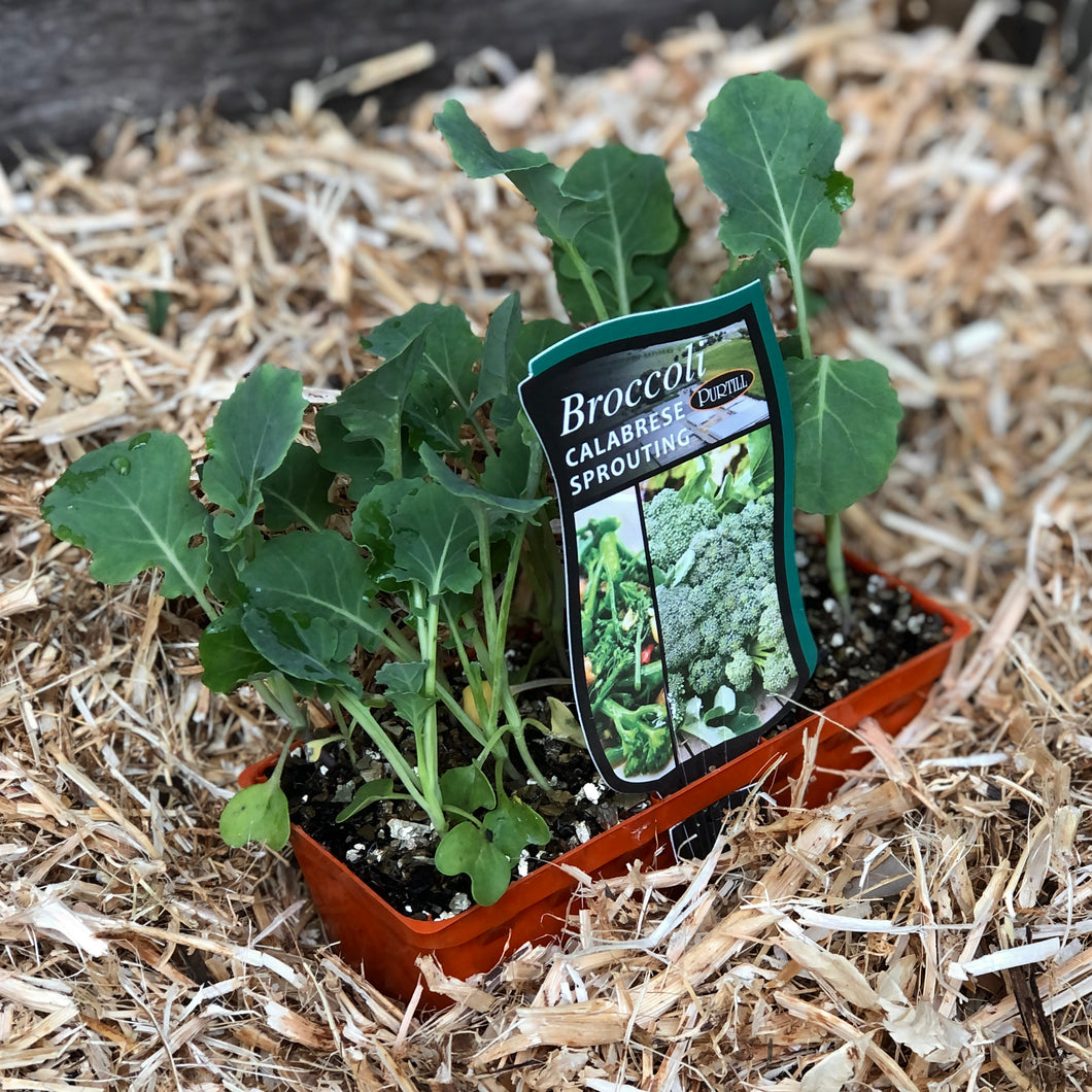 Broccoli 'Calabrese Sprouting'