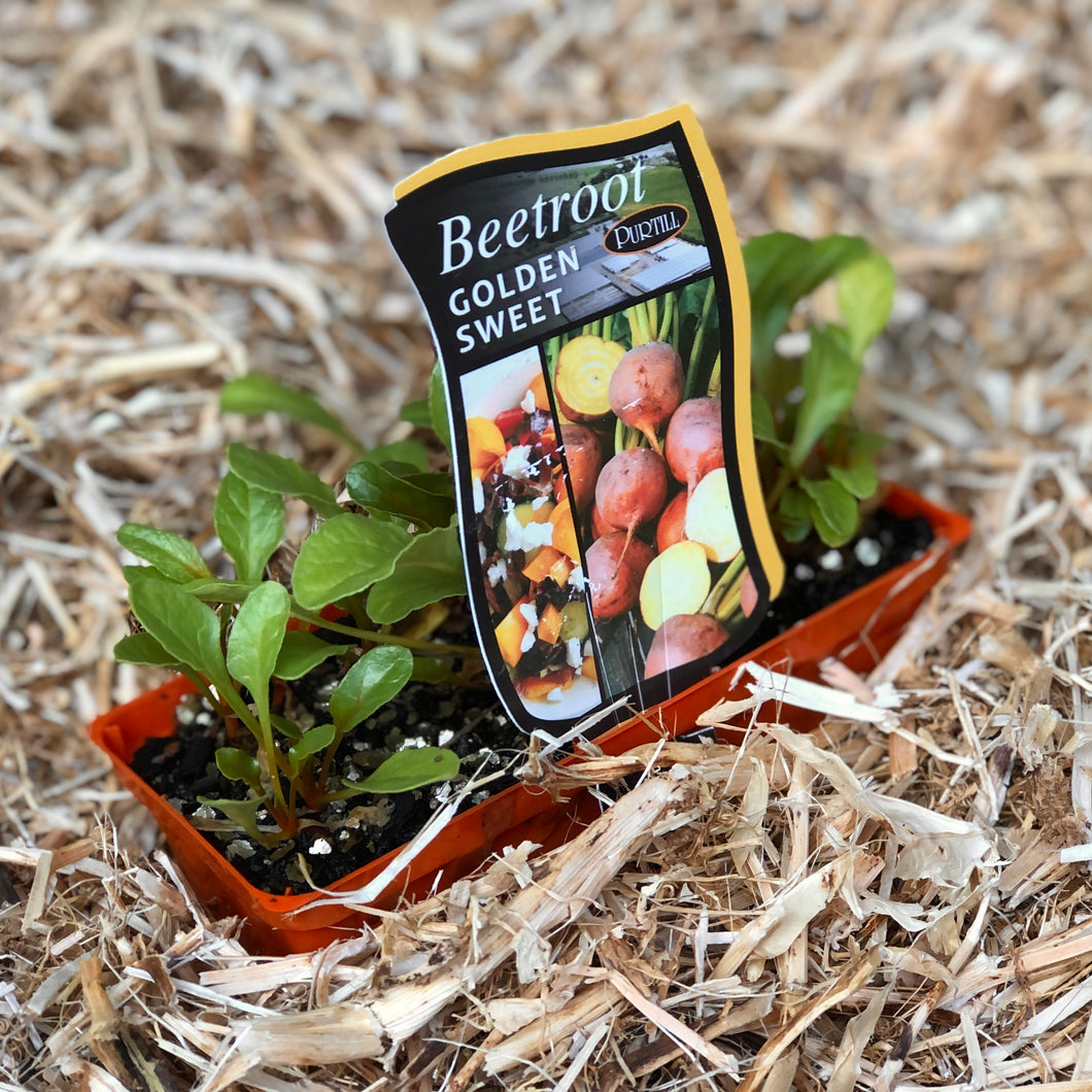 Beetroot 'Golden Sweet'