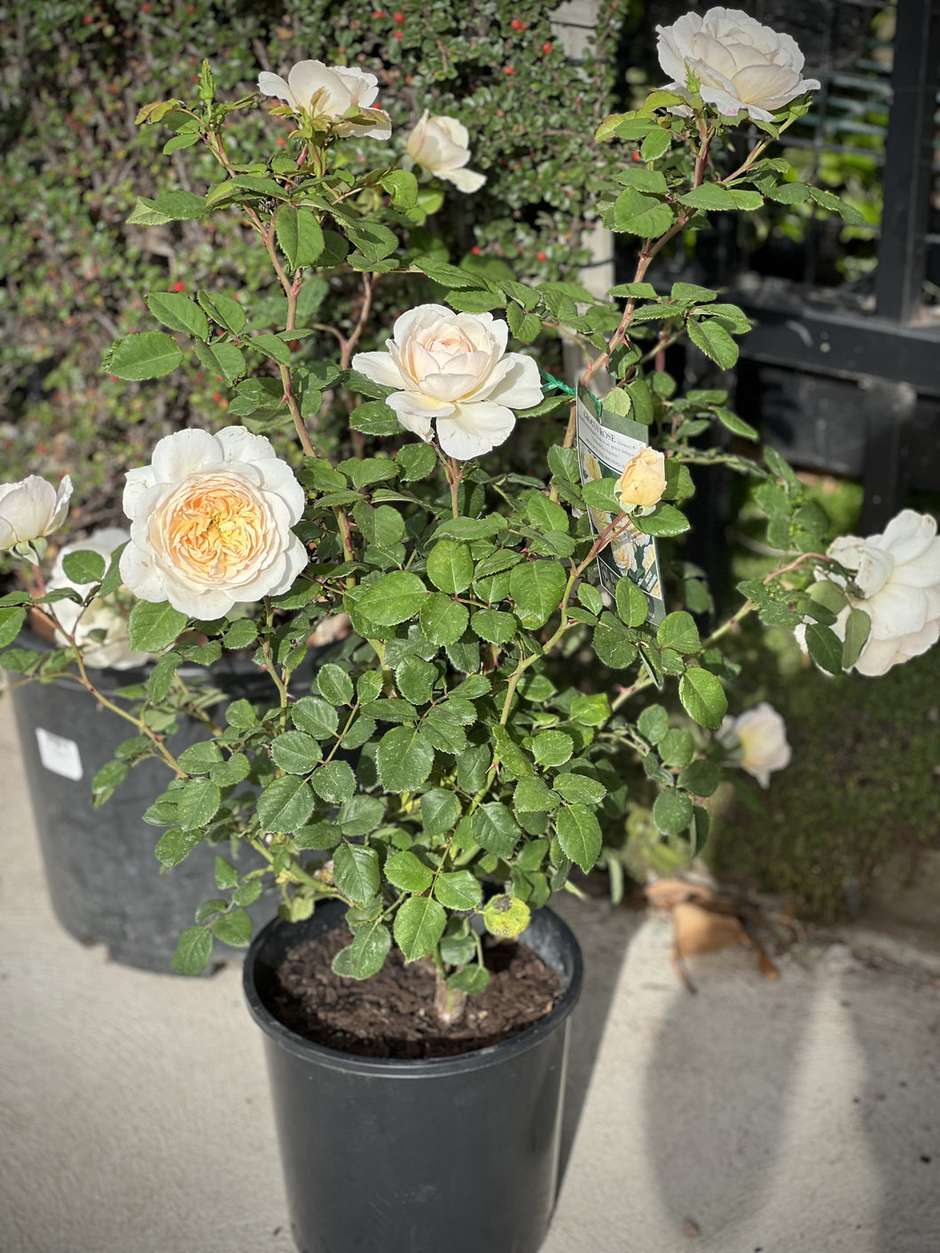 Rose - David Austin 'Crocus'