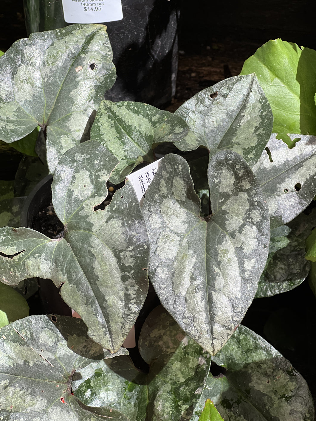 Asarum plendens