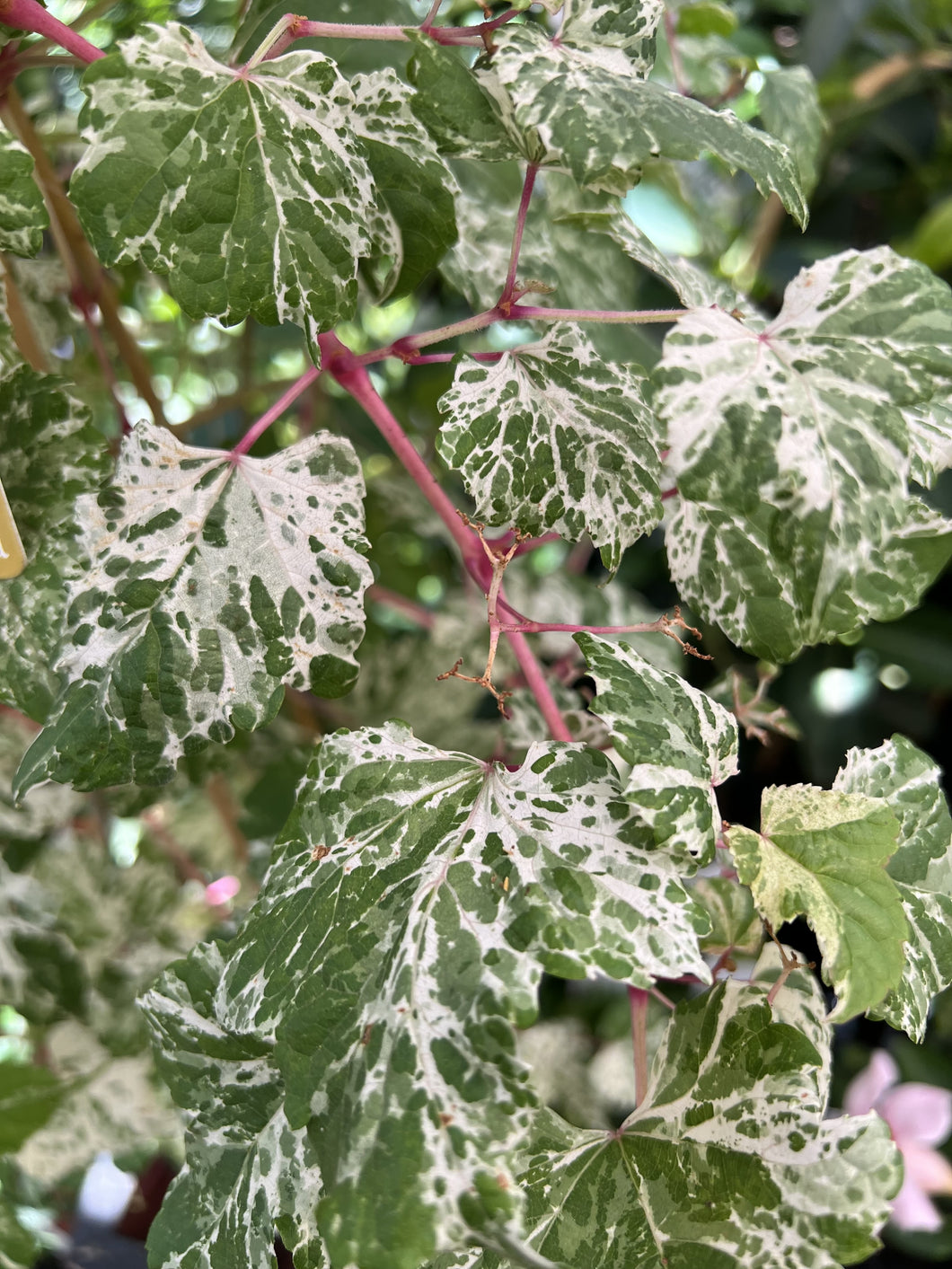 Ampelopsis brevipedunculata variegated