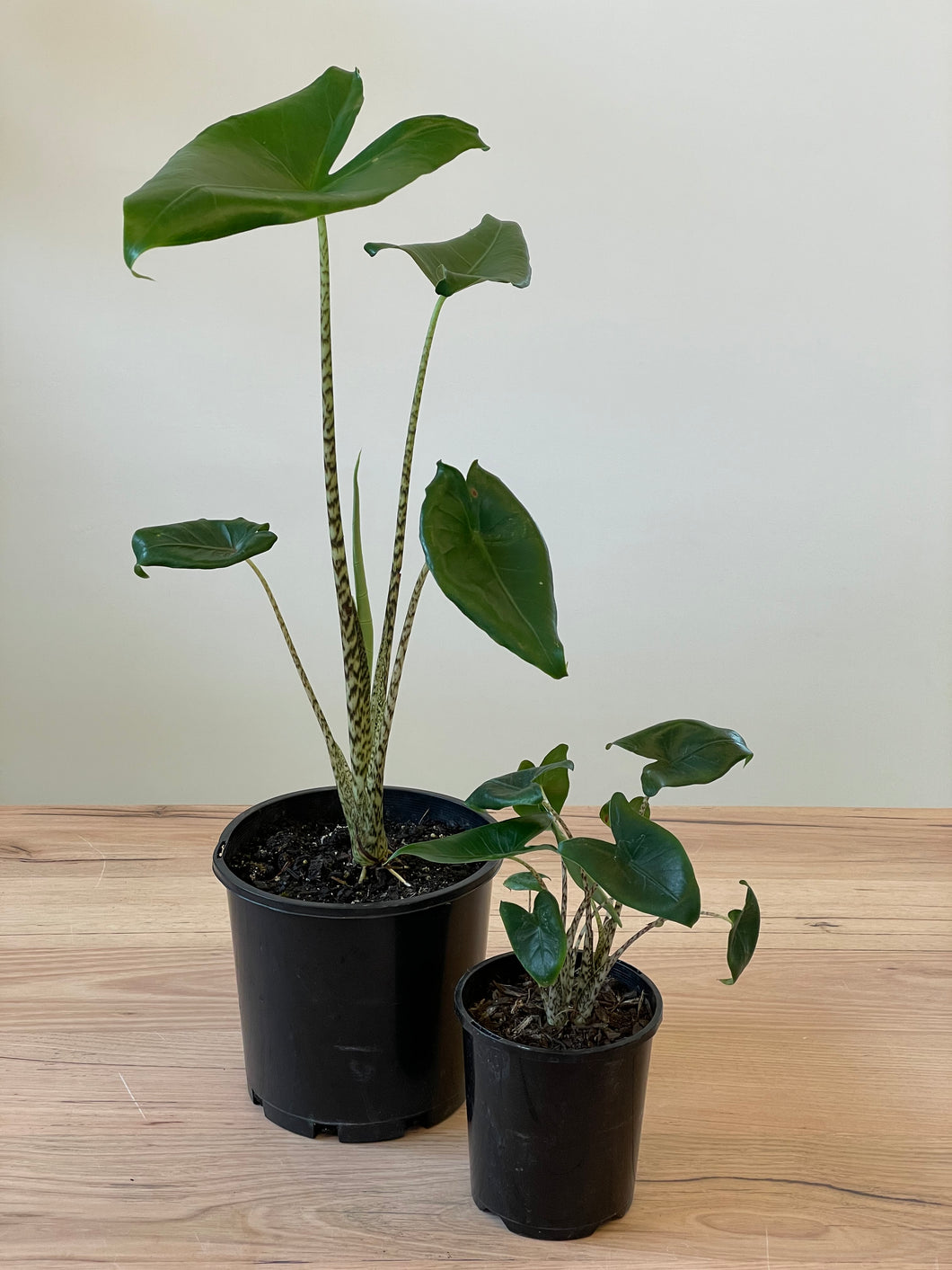 Alocasia zebrina