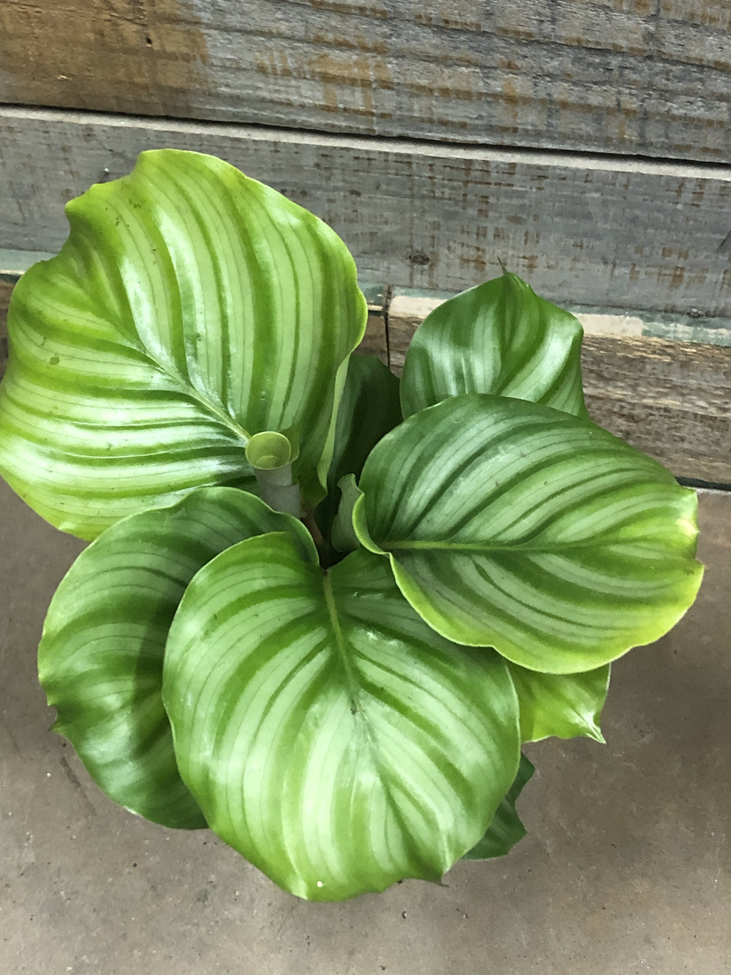 Calathea orbifolia